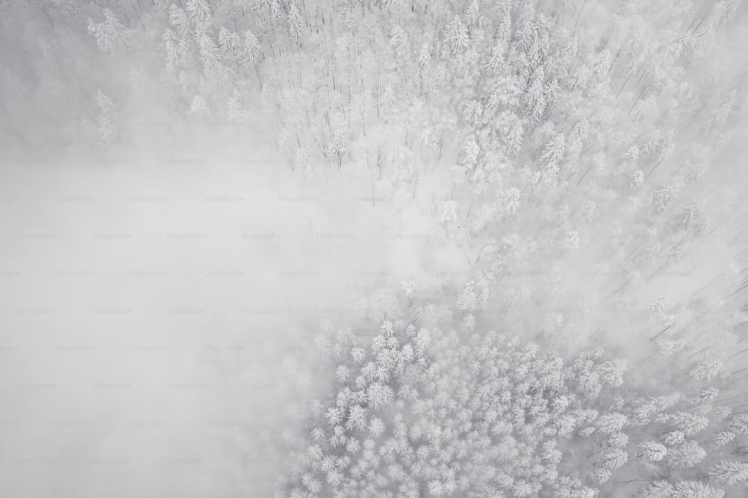《白玫瑰》一般几点更新?
